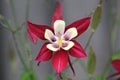 Aquilegia canadensis, The Canadian, Canada, Eastern red, or wild Columbine, red flowering plant