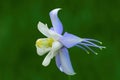 Aquilegia coerulea, Colorado blue columbine flower, closeup Royalty Free Stock Photo