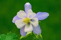 Aquilegia coerulea, Colorado blue columbine flower with bud Royalty Free Stock Photo