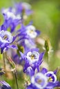 Aquilegia (Columbine)