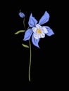 Aquilegia, columbine flower for embroidery in botanical illustra