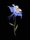 Aquilegia, columbine flower for embroidery in botanical illustra