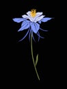 Aquilegia, columbine flower for embroidery in botanical illustra