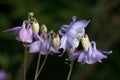 Pale lilac purple Columbine flowers, Aquilegia, Grannys Bonnet, blooming in summer, close-up dark background Royalty Free Stock Photo