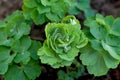 Aquilegia Columbine plant seedling close up.