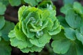 Aquilegia Columbine plant seedling close up.