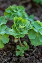 Aquilegia Columbine plant seedling close up.