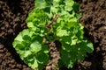 Aquilegia Columbine plant seedling close up.