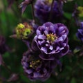 Aquilegia Columbine purple white and blue unik flower