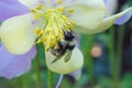 Aquilegia common names: granny`s bonnet, columbine with a Bumblebee Bombus
