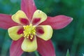 Aquilegia common names: granny`s bonnet, columbine is a genus of about 60Ã¢â¬â70 species of perennial plants that are found in