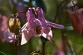 Aquilegia common names: granny`s bonnet, columbine , woodlands.