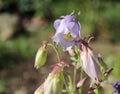 Aquilegia common names granny`s bonnet, columbine , woodlands, and at higher altitudes throughout the Northern