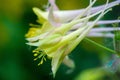 Aquilegia common names: granny`s bonnet, columbine , woodlands, and at higher altitudes throughout the Northern Hemisphere, known