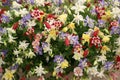 Aquilegia display at Chelsea Flower Show Royalty Free Stock Photo