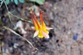 Yellow Columbine flower, Zion Royalty Free Stock Photo