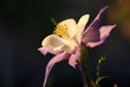 Aquilegia flower in the evening.