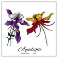 Aquilegia flower. hand drawn illustration of columbine medical flower isolated on white background for design pattern