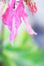 Aquilegia flower petals covered by water drops against blurred background Royalty Free Stock Photo