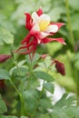 Aquilegia flower 'red hobbit' and stem with leaves