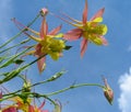 Aquilegia flowers