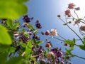 Aquilegia flowers against a Sunny blue sky.