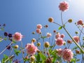 Aquilegia flowers against a Sunny blue sky.