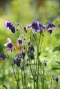 Aquilegia flowers