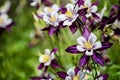 Aquilegia flowers