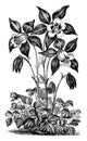 Aquilegia Glandulosa Flower vintage illustration