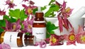 Aquilegia for homeopathy