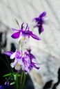 Aquilegia hybrida - beautiful flowers in the garden - violet columbine