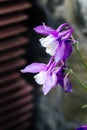 Aquilegia hybrida - beautiful flowers in the garden - violet columbine
