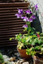 Aquilegia hybrida - beautiful flowers in the garden - violet columbine