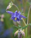 Granny Bonnet Lavender Blue Columbine Flower