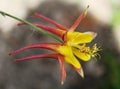 Aquilegia longissima, the long-spur columbine