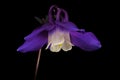 Aquilegia