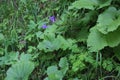 Aquilegia nigricans - Wild plant shot in the spring