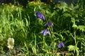 Aquilegia and petunia flowers in city yard. Guerrilla gardening