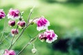 Aquilegia pink flowers blooming in flowerbed. Bright vivid colors. Nature background. Summer Backdrop