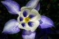 Aquilegia purple and white in spring garden. White flowers of aquilegia in natural background. Spring flowers. selective DOF Royalty Free Stock Photo