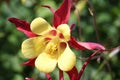 Aquilegia Red Hobbit