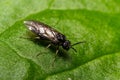 Aquilegia sawfly called also columbine sawfly Pristiphora rufipes. Common pest of currants and gooseberries in gardens and