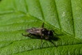 Aquilegia sawfly called also columbine sawfly Pristiphora rufipes. Common pest of currants and gooseberries in gardens and