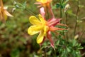 Aquilegia skinneri Tequila Sunrise or Columbine blooming flower in local garden Royalty Free Stock Photo