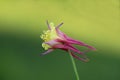 Aquilegia skinneri Tequila sunrise or Columbine fully blooming bright red to copper-red orange with golden yellow center flower on