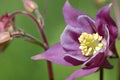 Aquilegia vulgaris