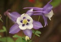 Aquilegia vulgaris