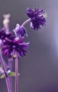 Aquilegia vulgaris black barlow Royalty Free Stock Photo