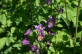 Aquilegia vulgaris called european columbine